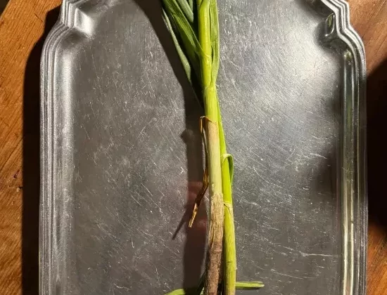 spring garlic
