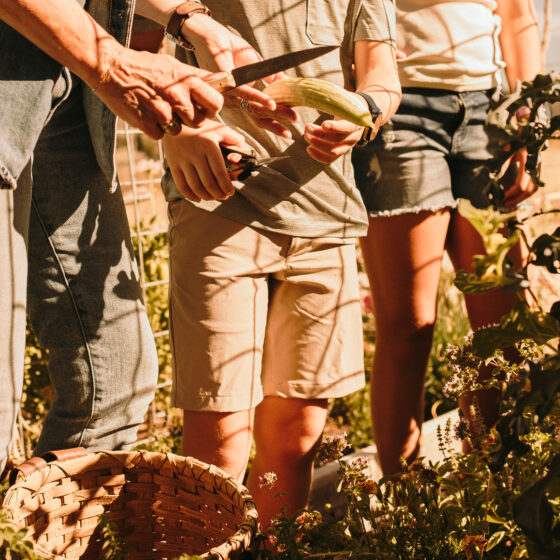 vegetables being harvested