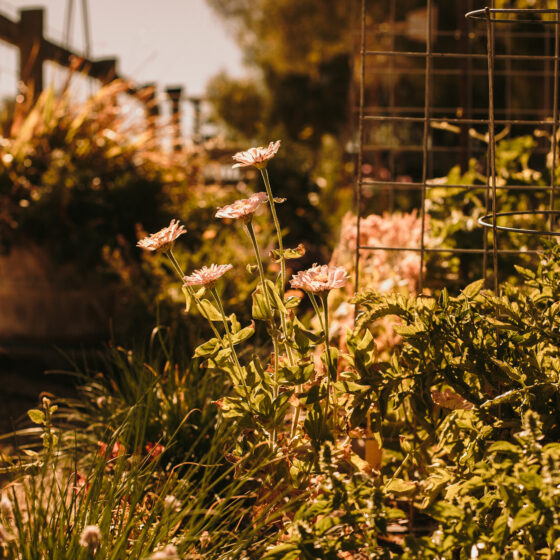 Kindred Oak Farm's flower garden